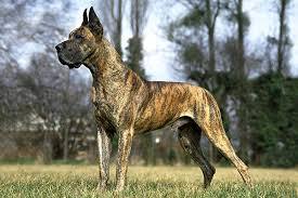 Great Dane