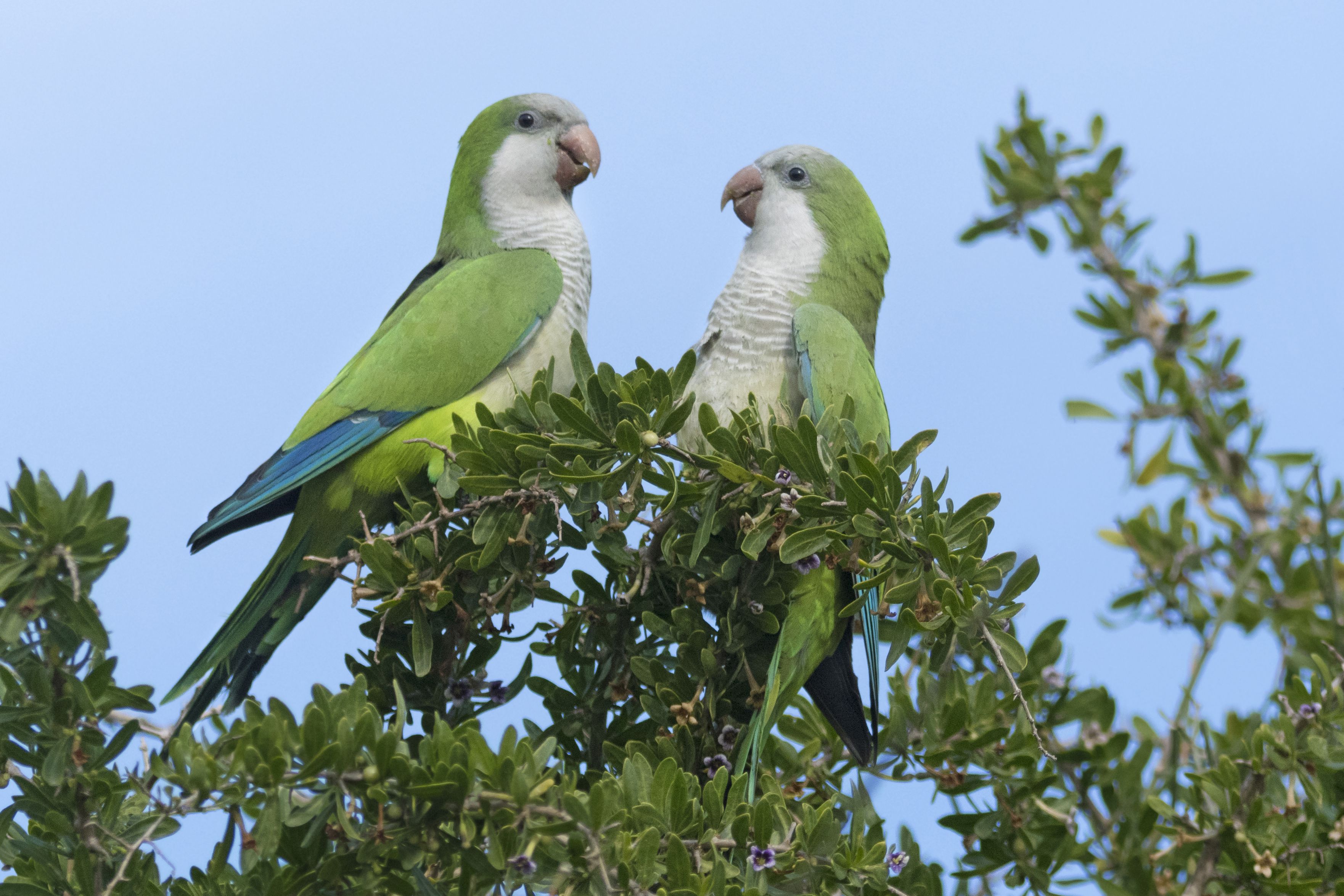 Monk parakeet