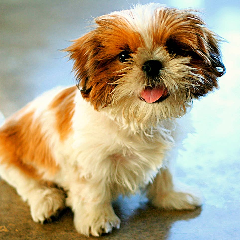 Shih Tzu